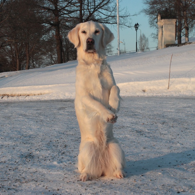 Wilma
