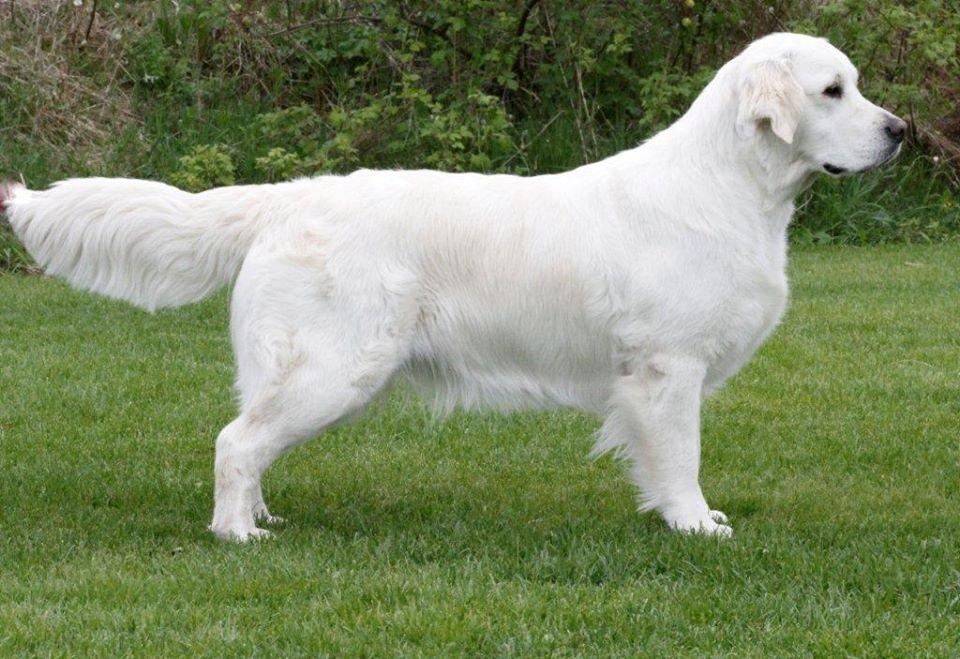 2015-Snokrystall